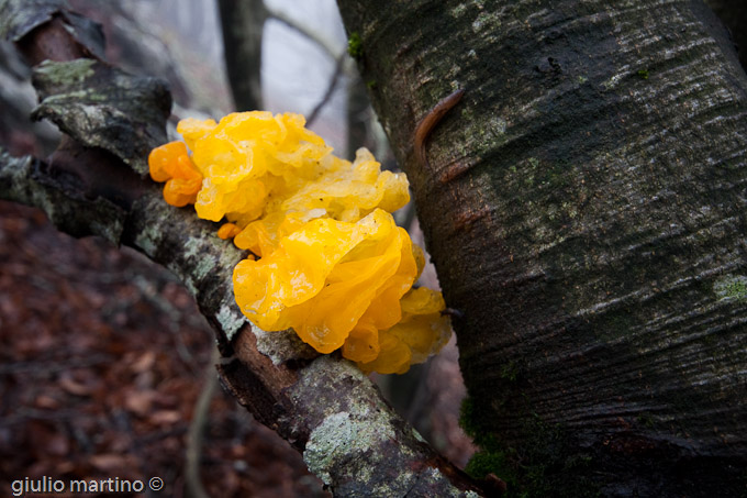 Tremella mesenterica