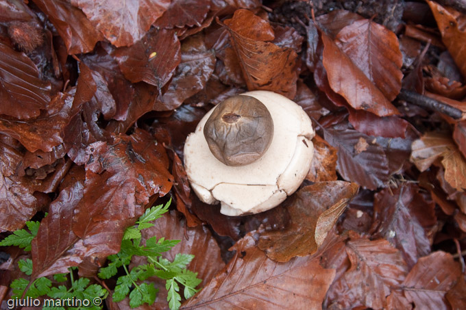 Geastrum