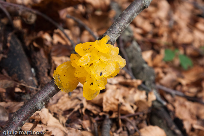 Tremella mesenterica