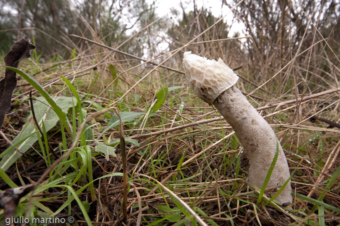 Phallus impudicus