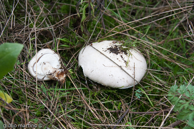 Agaricus sp.