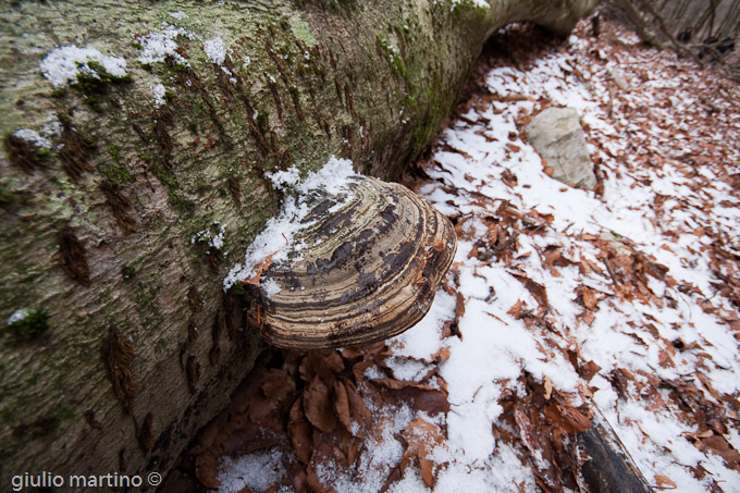 fomes fomentarius