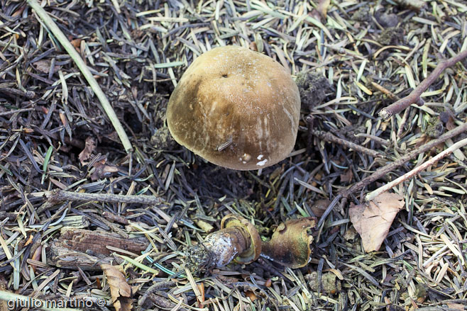 Porphyrellus porphyrosporus (Fr.) Gilbert