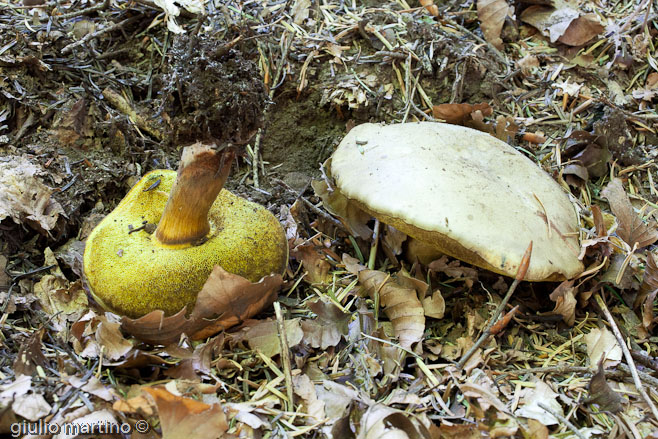 Boletus pulverulentus (Opatowski)