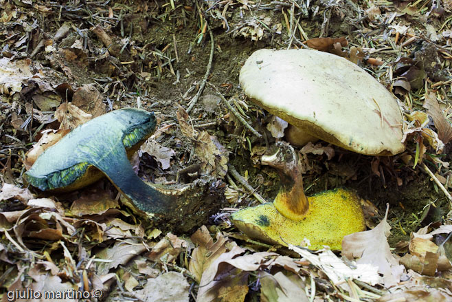 Boletus pulverulentus (Opatowski)