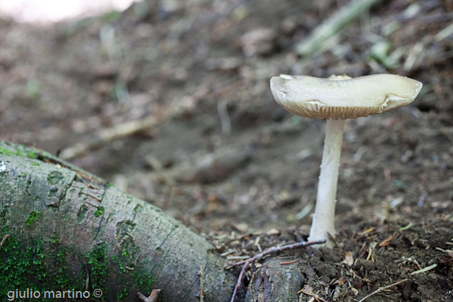 Xerula radicata (Relhan) Dörfelt