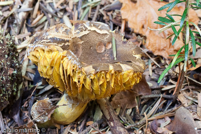 Phylloporus rhodoxanthus (Schw.: Fr.) Bresadola