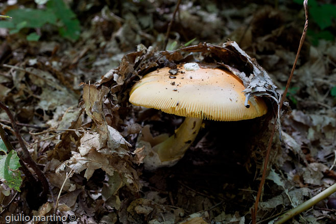 Amanita caesarea (Scop.: Fr.) Pers.