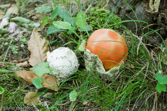 Amanita caesarea (Scop.: Fr.) Pers.