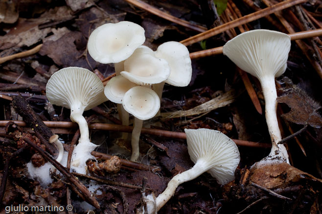 Clitocybe gruppo  Candicantes