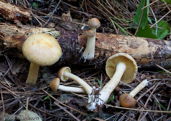 Gymnopilus sp.