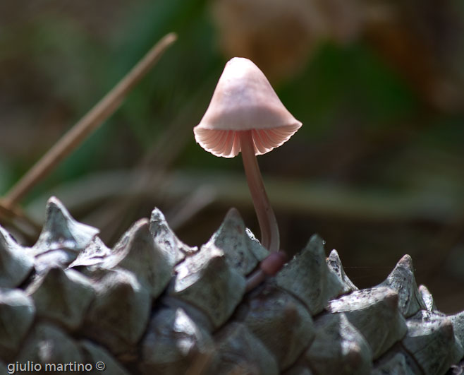 Mycena senii