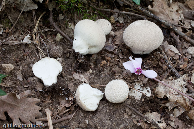 Lycoperdon molle Pers.