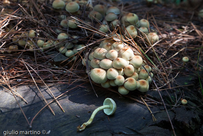 Hypholoma fasciculare (Huds.: Fr.) Kummer