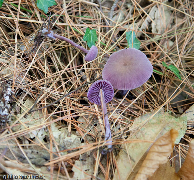 Laccaria amethystina (Huds.) Cooke