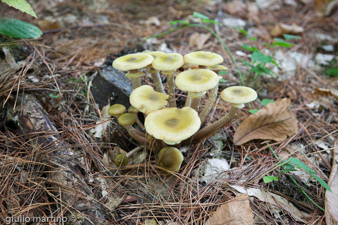 Armillaria mellea (Vahl) P. Kumm.