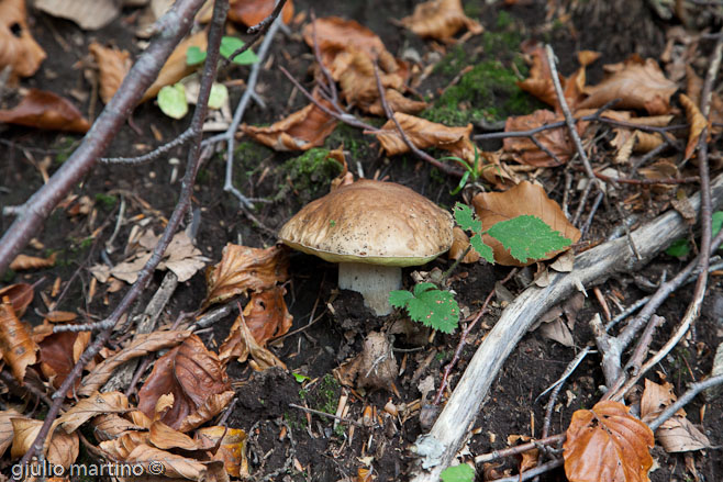 Boletus edulis Bull.: Fr.