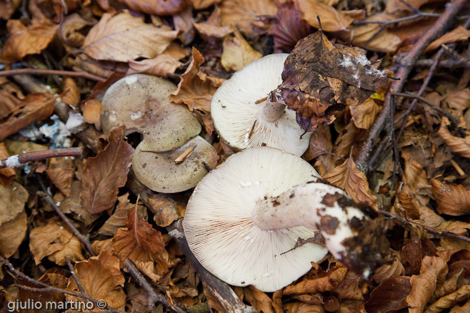 Lactarius blennius (Fr.: Fr.) Fr.