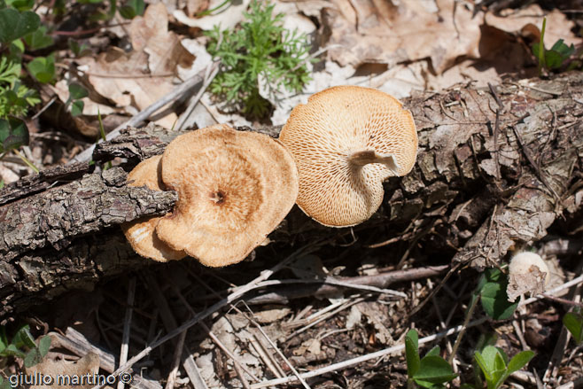 Polyporus sp.