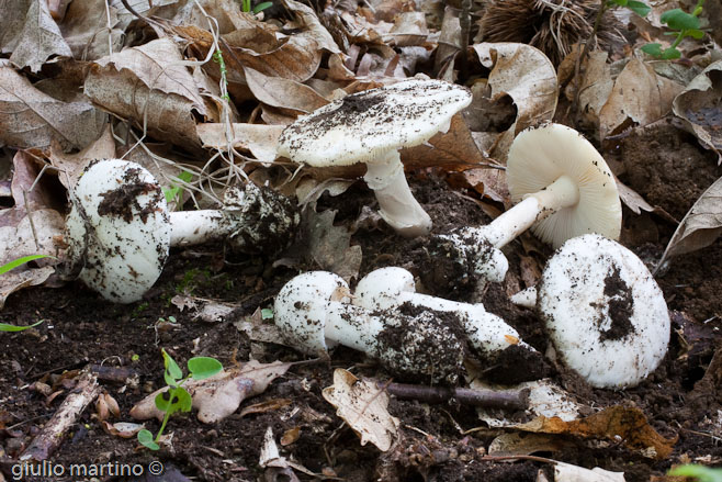 Amanita verna (Bull.: Fr.) Lamarck