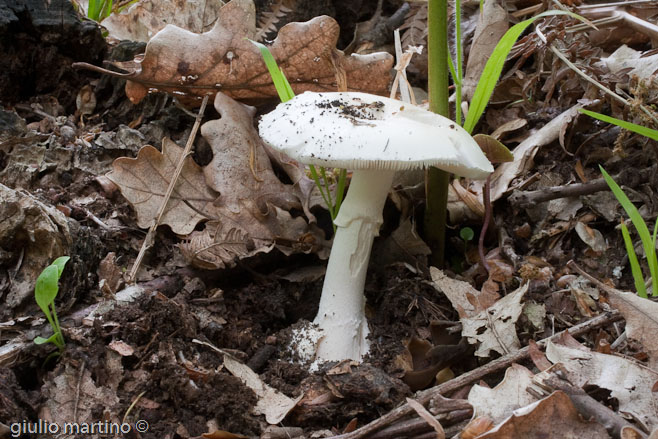 Amanita verna (Bull.: Fr.) Lamarck