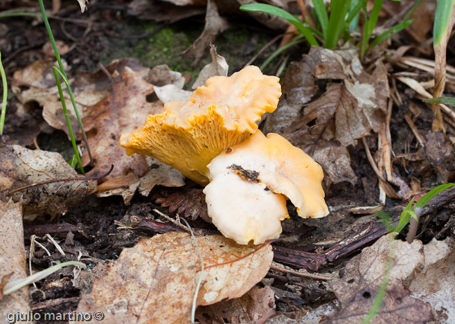 Cantharellus cibarius (Fr.: Fr.) Fr., gallinacci