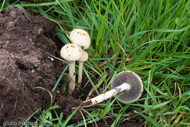 Stropharia semiglobata (Batsch: Fr.) Quélet