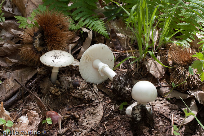 Amanita verna (Bull.: Fr.) Lamarck