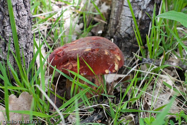 Boletus queletii Schulzer