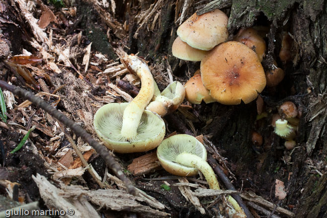 Hypholoma fasciculare (Huds.: Fr.) Kummer, falso chiodini, zolfino