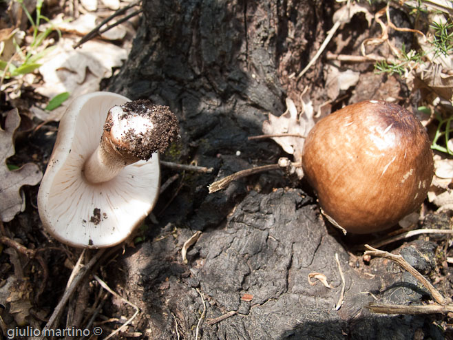 Pluteus cervinus (Schaeffer) Kummer