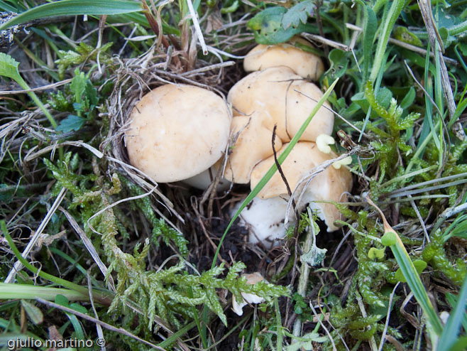 Calocybe gambosa (Fr.) Donk, prugnoli