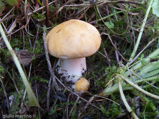 Calocybe gambosa (Fr.) Donk, prugnoli