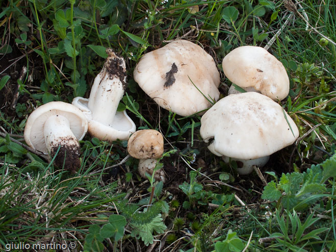 Calocybe gambosa (Fr.) Donk, prugnoli