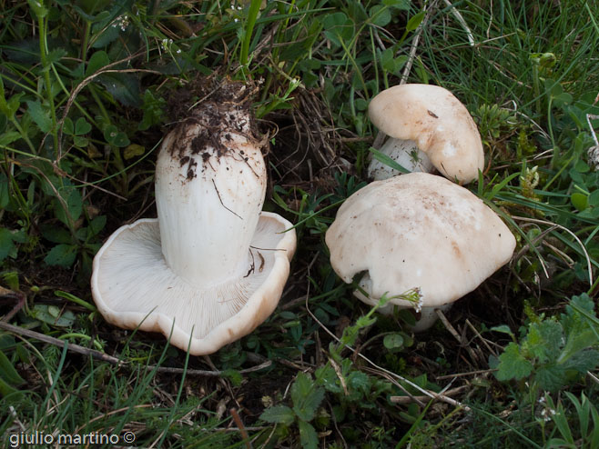 Calocybe gambosa (Fr.) Donk, prugnoli