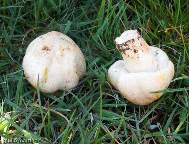 Agaricus albertii