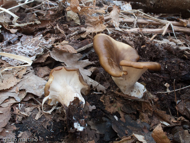 Polyporus badius (Pers.) Schwein.