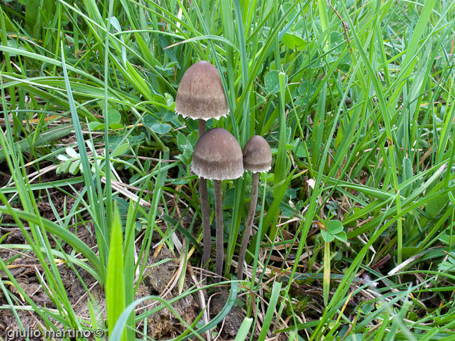 Psilocybe sp.