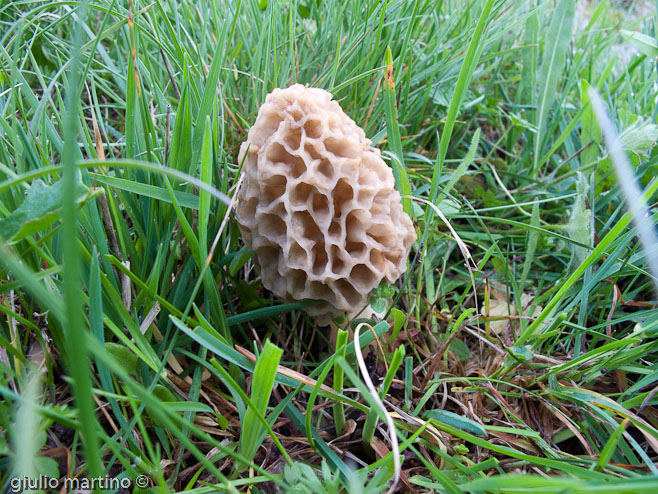 Morchella esculenta (L.) Pers., spugnola gialla