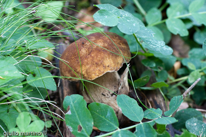 boletus aestivalis, porcino d'estate