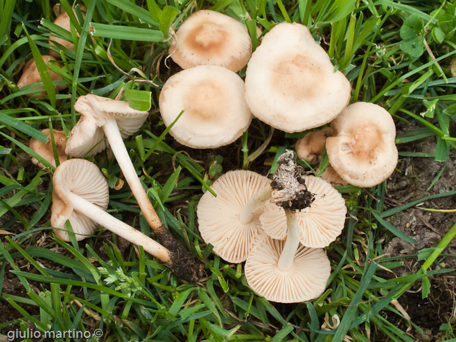 Marasmius oreades (Bolt.: Fr.) Fr., gambesecche