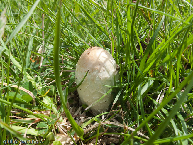 Coprinus comatus (Müll.: Fr.) Pers.