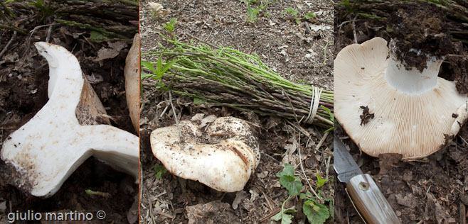 Russula delica Fr.