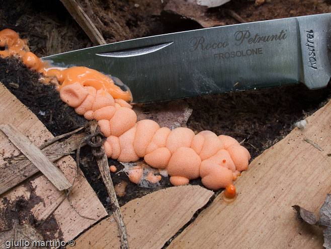 Lycogala epidendrum (J.C. Buxb. ex L.) Fr.