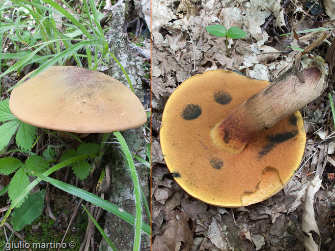 Boletus queletii Schulzer