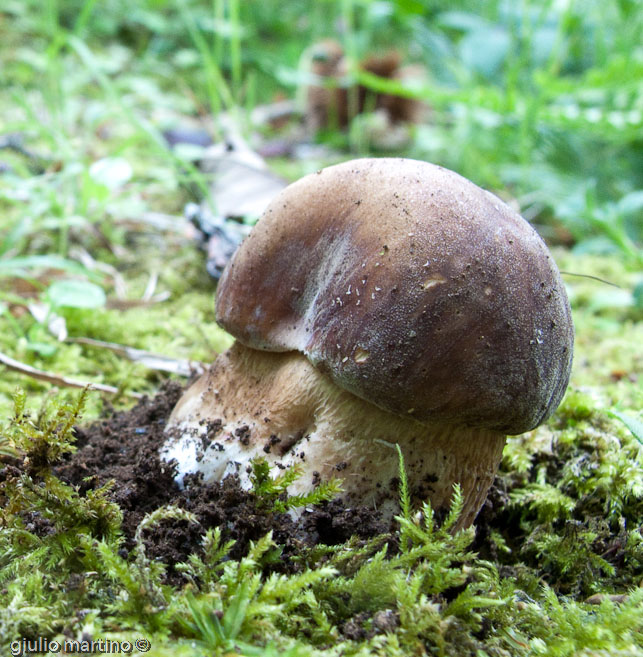 Boletus aereus Bull.aereus Bull.