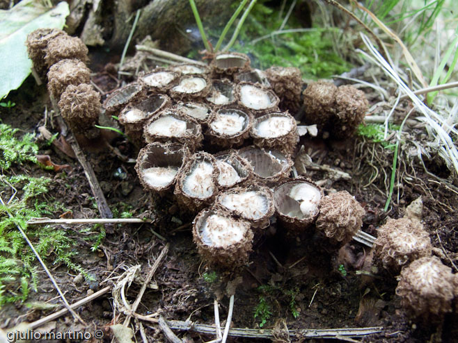 Cyathus striatus (Huds.: Fr.) Willdenow