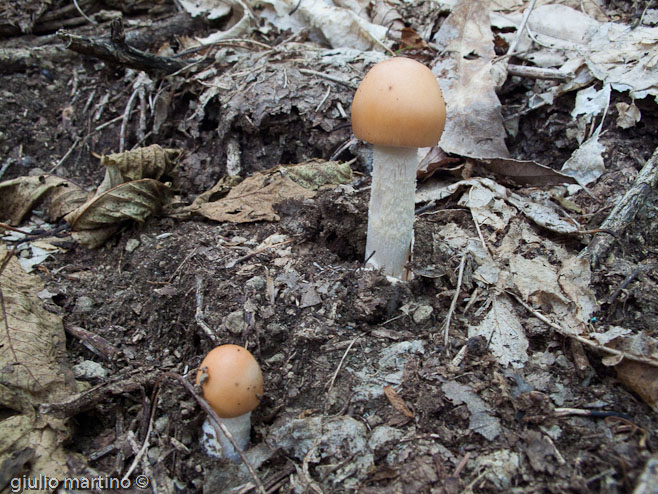 Amanita crocea (Quél.) Melzer