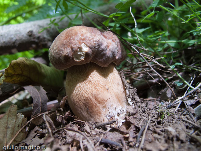 Boletus aereus Bull.aereus Bull.