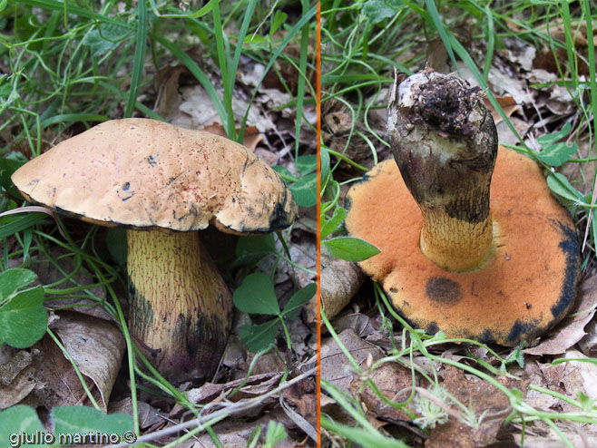 Boletus luridus Schaeff.: Fr.